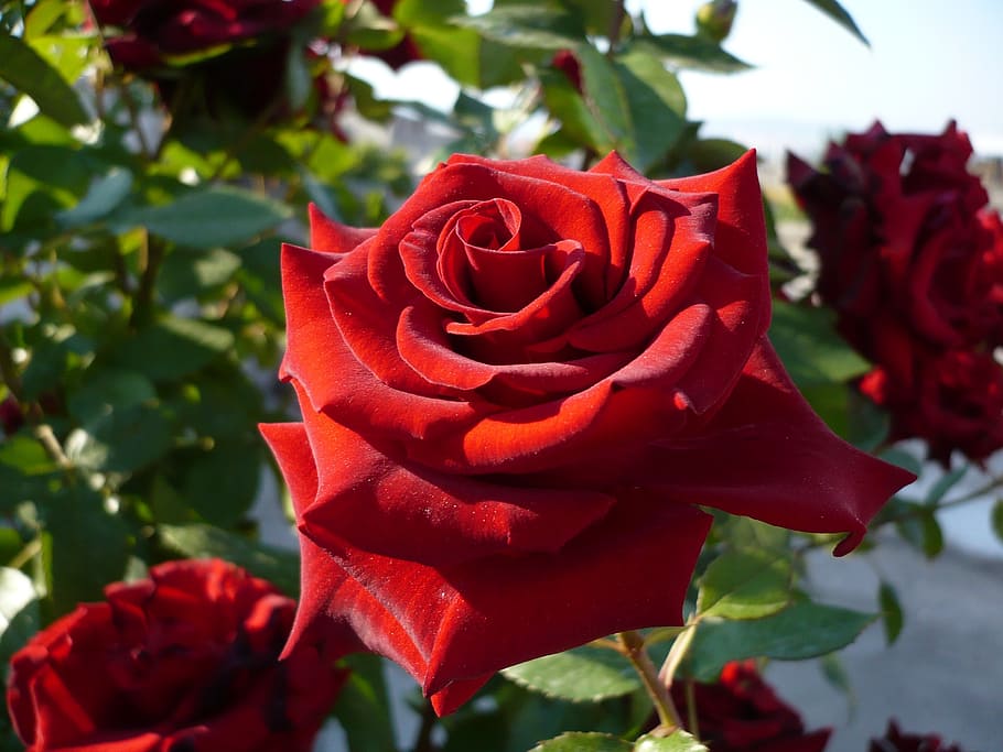 rose, red rose, macro, close, nature, flower, garden, the leaves are HD wallpaper