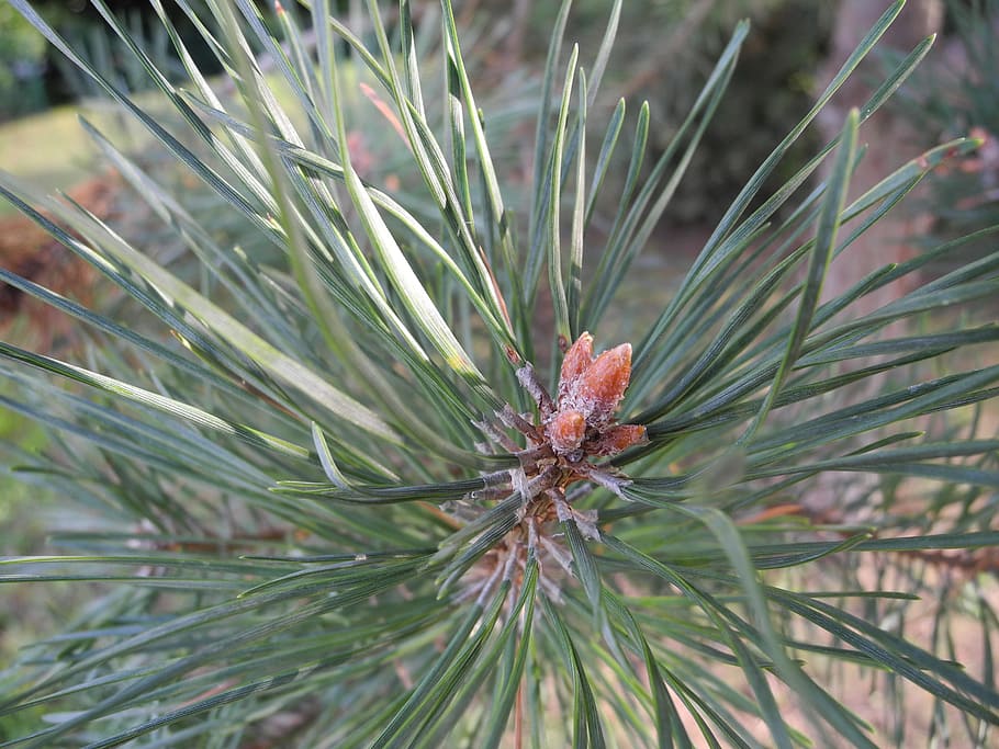 pine, points, macro, nature, plant, pine tree, green color HD wallpaper