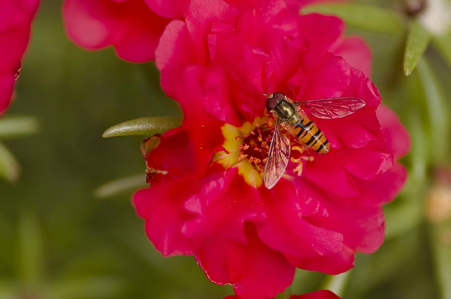hoverfly, garden, flower, red, pollen, insect, close, flowering plant HD wallpaper