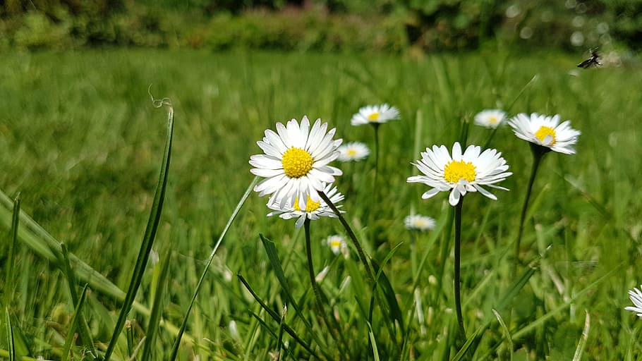 flower, meadow, rush, daisy, nature, green, white, flowers HD wallpaper