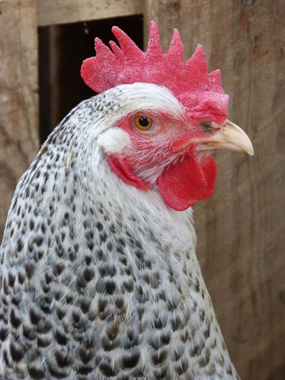 hen, crest, ave, feathers, chicken, animal themes, bird, one animal HD wallpaper