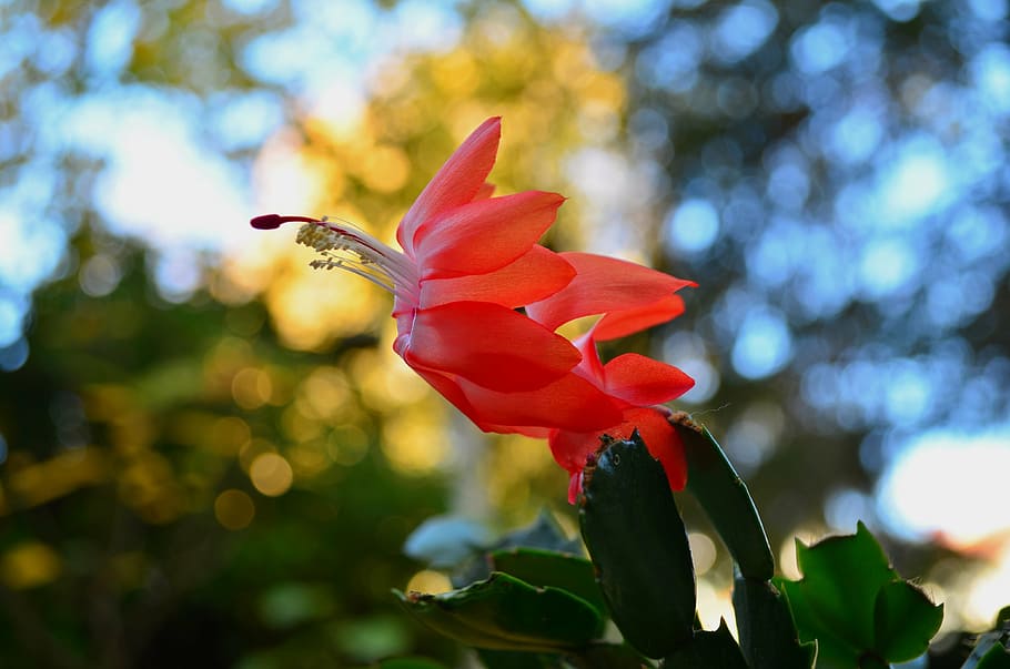 weihnachtskaktus, flowers, red, nature, plant, close, small flowers HD wallpaper