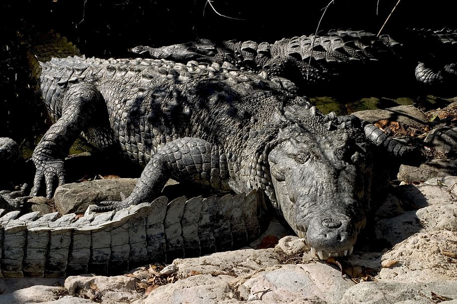 Crocodiles, Reptiles, Wildlife, Nature, predator, danger, teeth, HD wallpaper
