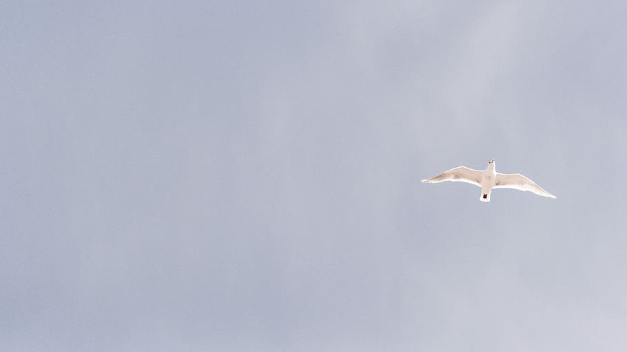 white bird flying in the middle of sky taken at daytime, low angle view photography of white short-beak bird HD wallpaper
