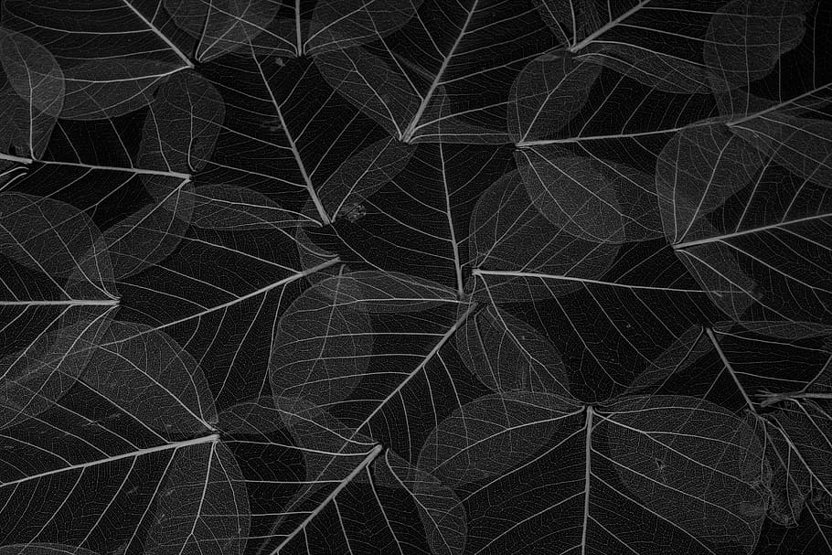 black and white floral textile, leaves, composition, leaf buds HD wallpaper