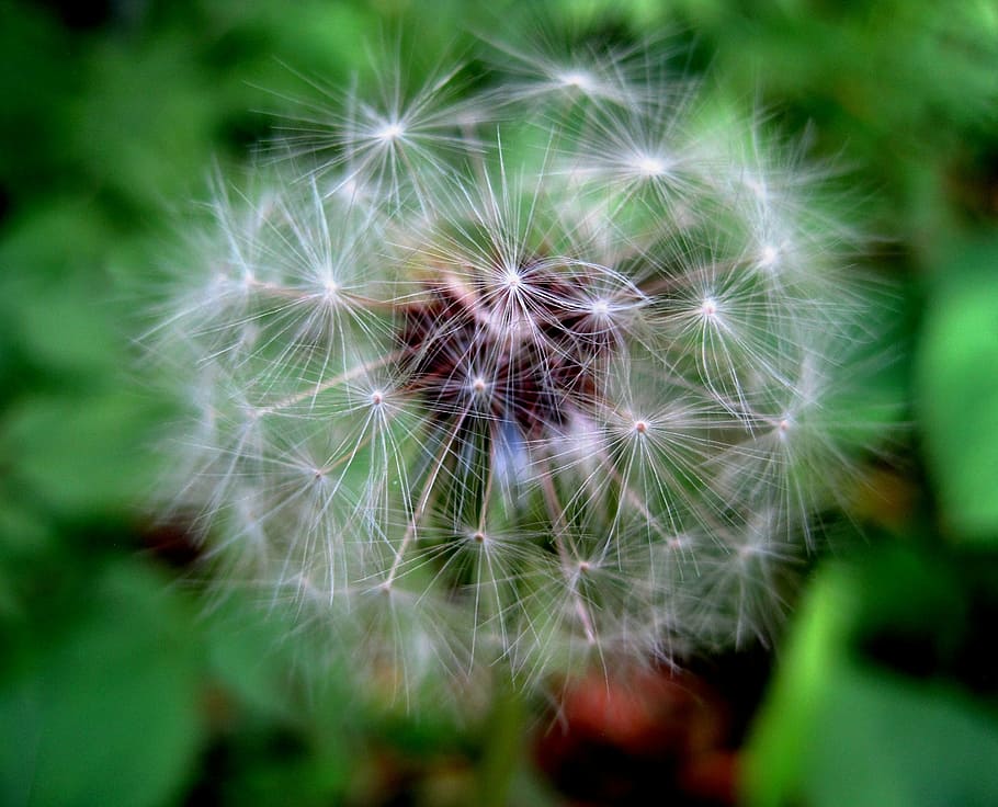 dandelion, seed, head, white, tufts, fluffy, delicate, fragility HD wallpaper