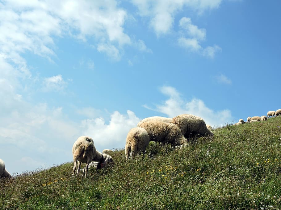 sheep, green, clouds, sky, grass, mammal, animal themes, plant HD wallpaper
