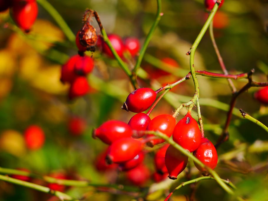 Rose Hip, Bush, Fruit, Thorns, Autumn, red, growth, nature HD wallpaper