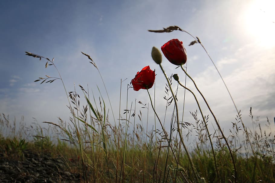 poppy, back light, grasses, plant, red, beauty in nature, flower HD wallpaper