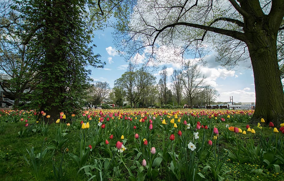 flower, tree, nature, tulip, tulip field, landscape, spring HD wallpaper