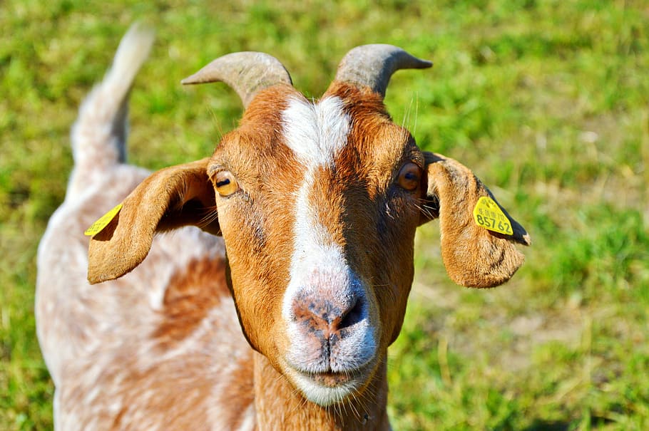 Look goat 1080P, 2K, 4K, 5K HD wallpapers free download | Wallpaper Flare