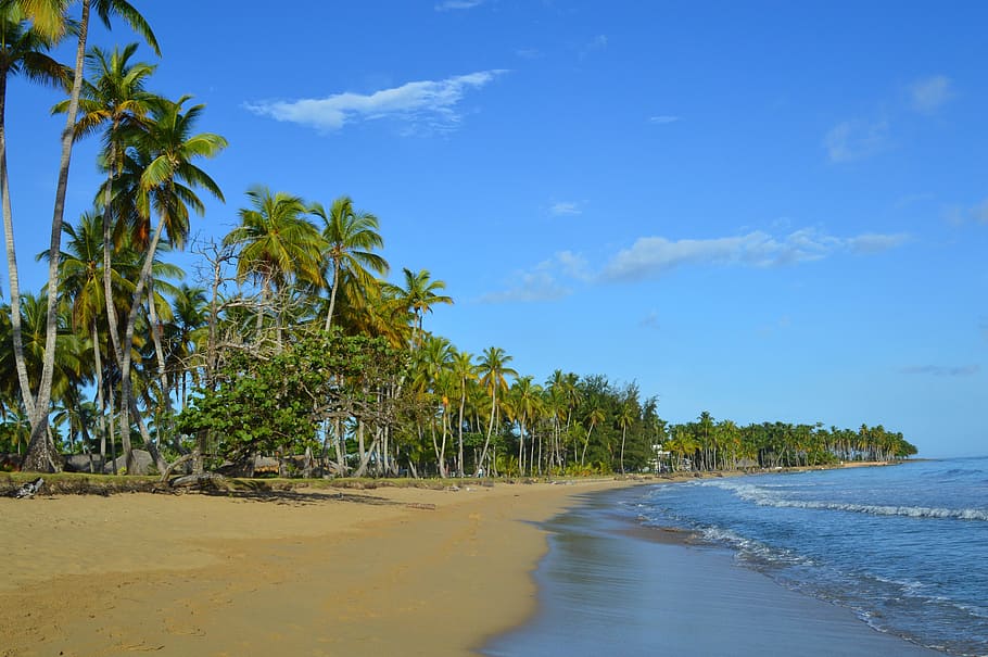 Caribbean, Sea, Sea Grape, Beach, las terrenas, dominican republic, HD wallpaper