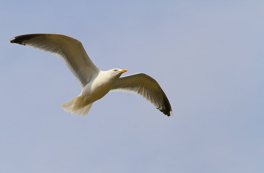gull, bird, seabird, bird flight, white seagull, wings, animal HD wallpaper