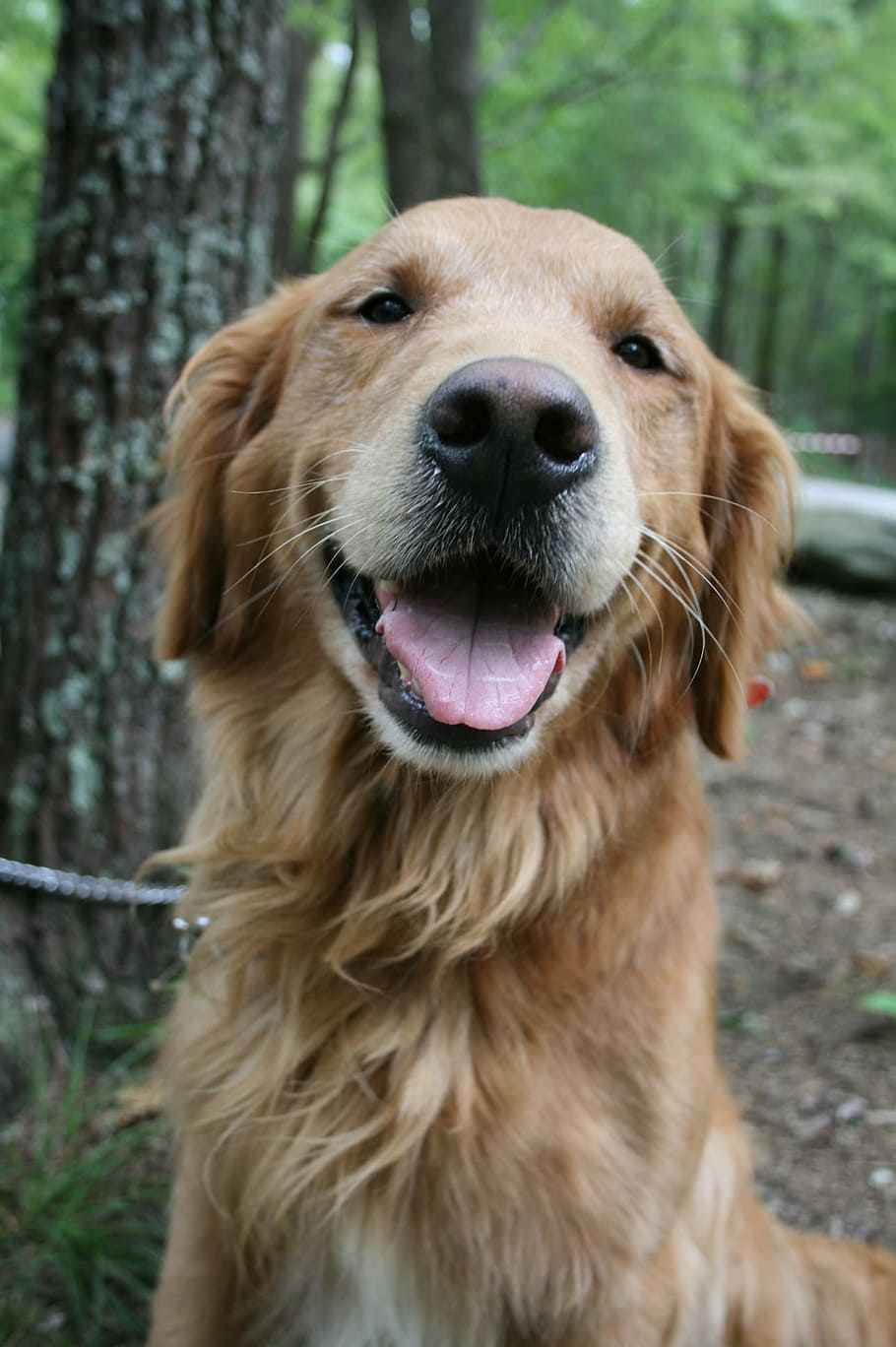 Hd Wallpaper Adult Golden Retriever Smiling Dog Labrador Camping