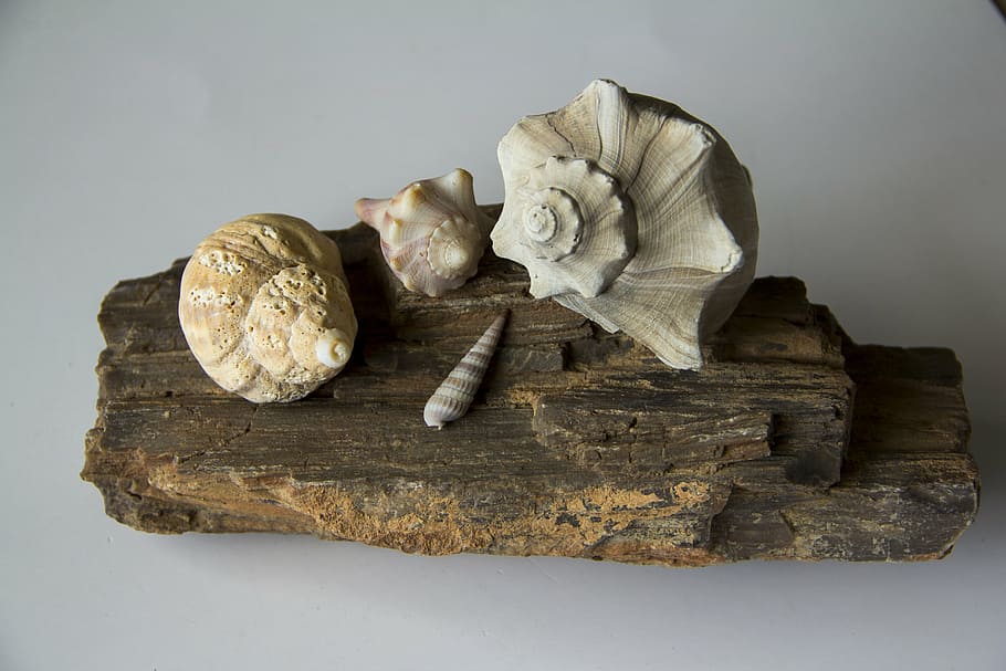 seashells, conch, marine, spiral, beach, studio shot, indoors HD wallpaper