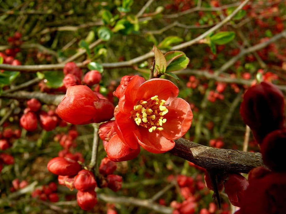 Flower, Flora, Colorful, red, growing, garden, woodland, field HD wallpaper