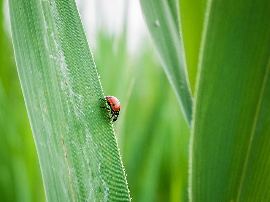 lady bug, grass leaf, green, nature, beetle, insect, invertebrate HD wallpaper