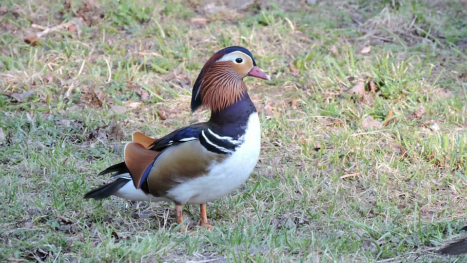 Duck, Profile, park, bird, mandarin duck, animals in the wild HD wallpaper