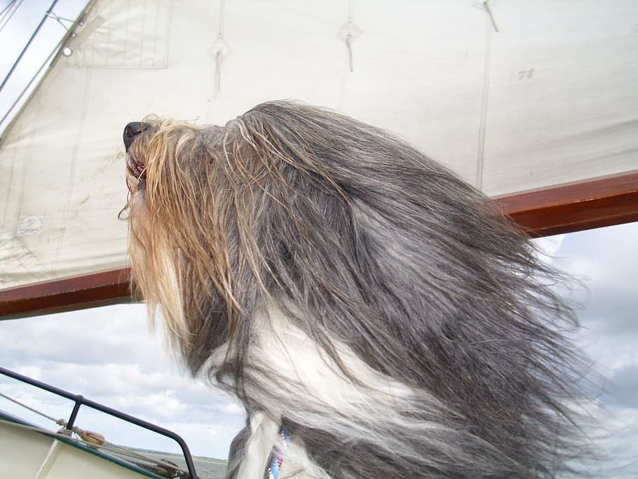 dog, portrait, head, transportation, hair, mode of transportation HD wallpaper