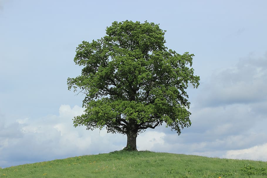 tree growing on top of hill, green, leaves, spring, time of year HD wallpaper