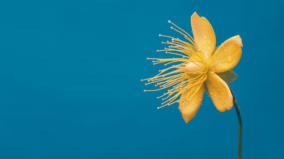 flower, yellow, macro, flowers, garden, vegetable, bloom, flora HD wallpaper
