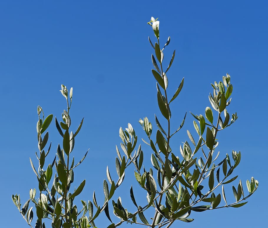 olive branches, olive tree, sky, blue, mediterranean, oil, food HD wallpaper