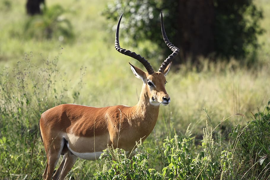 Close-up Photography of a Antelope, africa, animal, bush, conservation, HD wallpaper