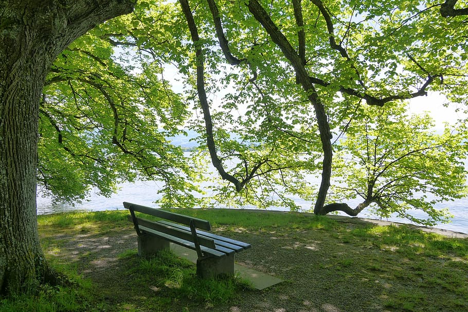 Lake Constance, Bench, Rest, Tree, Mood, tree trunk, nature HD wallpaper