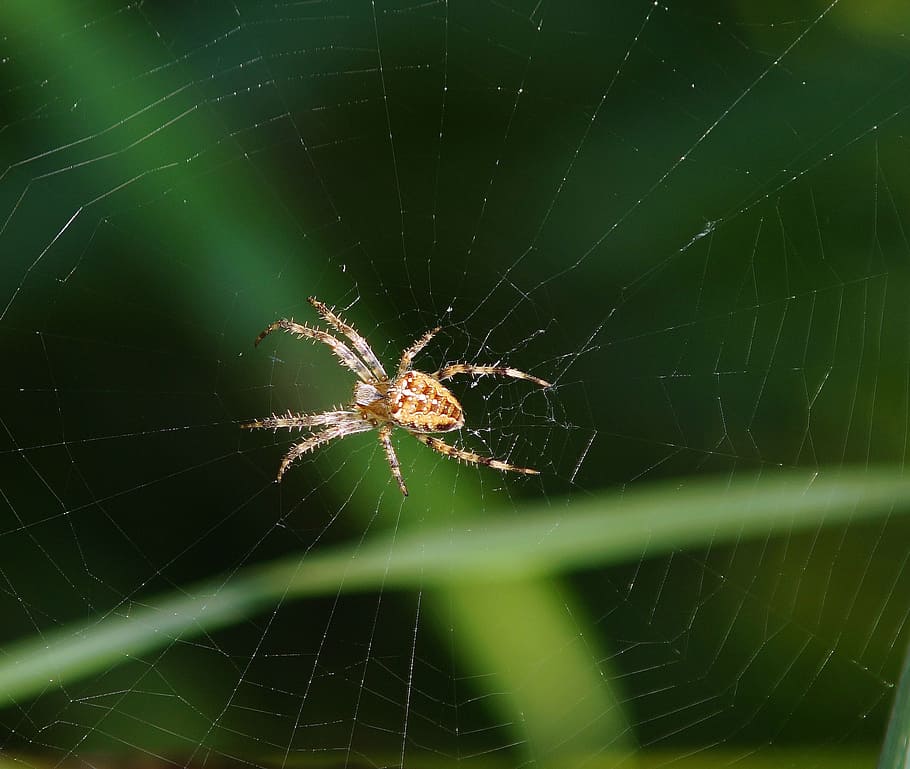spider, spider nest, wait, prey, hunter, patience, nature, spider web HD wallpaper