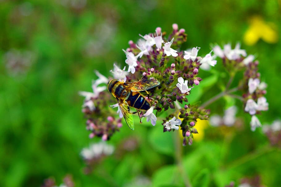 bee, blossom, bloom, nature, spring, summer, garden, meadow HD wallpaper