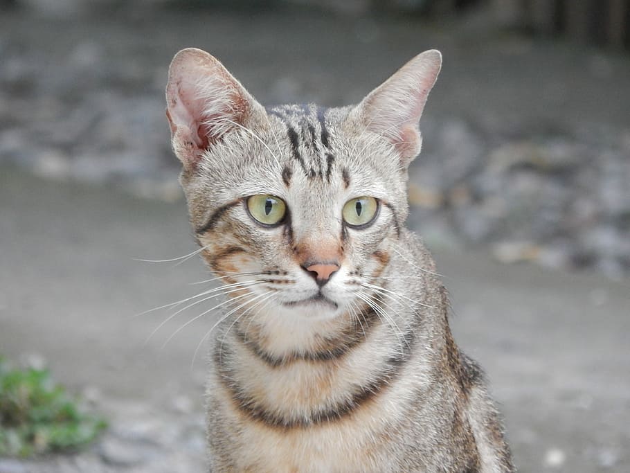Cat, Animals, Wild, domestic cat, looking at camera, portrait HD wallpaper