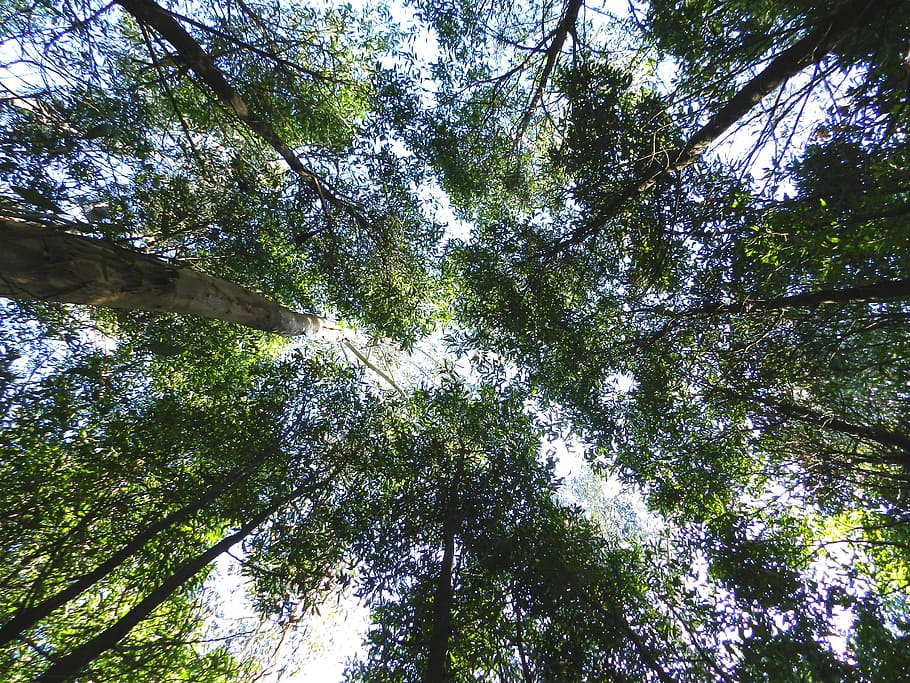 greens, nature, trees, plant, low angle view, forest, growth HD wallpaper