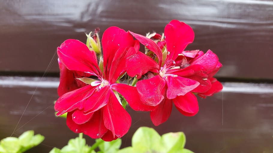 geranium, red geranium, nature, plant, flowering plant, close-up HD wallpaper