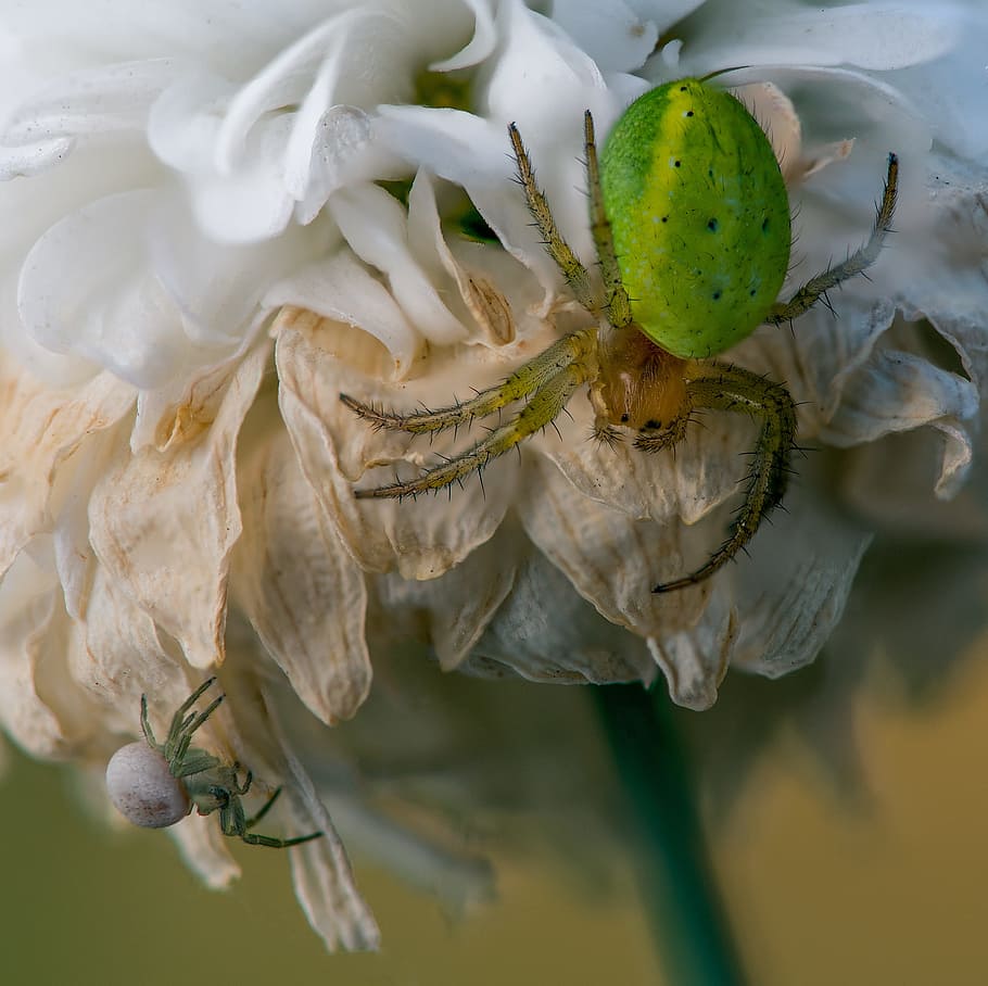 spider, macro, the insect, green, white, food and drink, freshness HD wallpaper