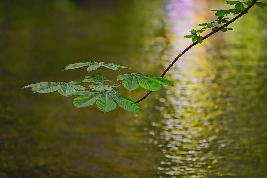 focused-photo of green leafed plant, nature, waters, summer HD wallpaper