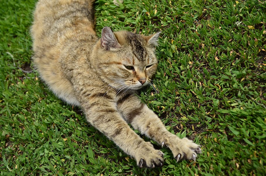 cat, foot, cat paws, animal, housecat, yellow-eyed cat, beautiful cat, HD wallpaper