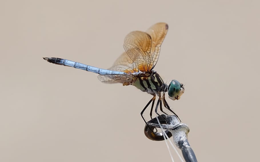 blue dragonfly perching on black stem, dragon fly, insect, macro HD wallpaper