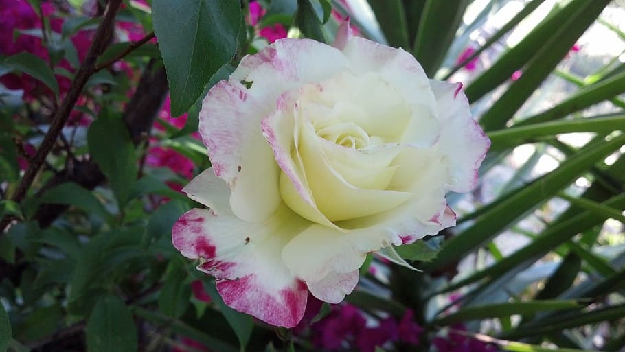 pink, white, flower, plant, flowering plant, growth, beauty in nature HD wallpaper