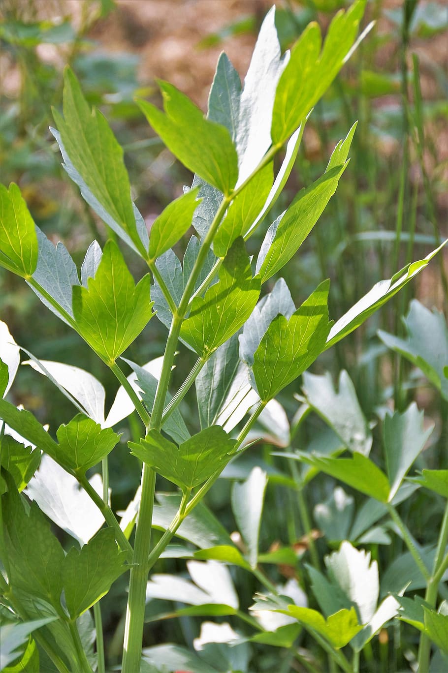 Lovage, Levisticum, Spices, Herb, Garden, plant, green, healing HD wallpaper