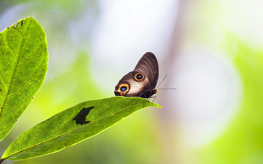 close up photo of brown owl butterfly perched on leaf, insect HD wallpaper