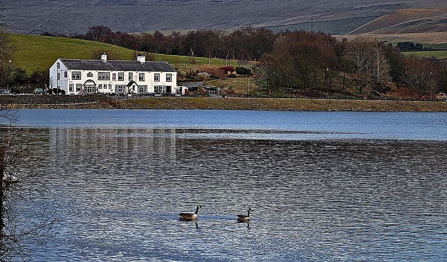 pub, lake, geese, tree, water, animal themes, vertebrate, animals in the wild HD wallpaper