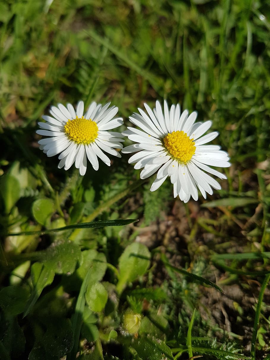 flower, close, summer, nature, flowering plant, freshness, growth HD wallpaper