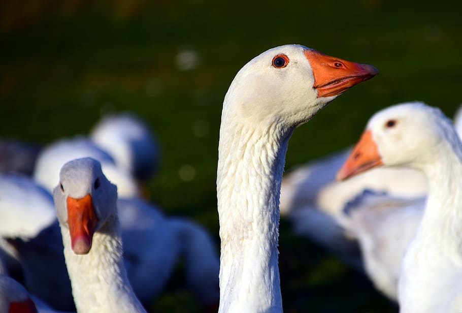 goose, st martin's goose, bird, animal, poultry, country life, HD wallpaper