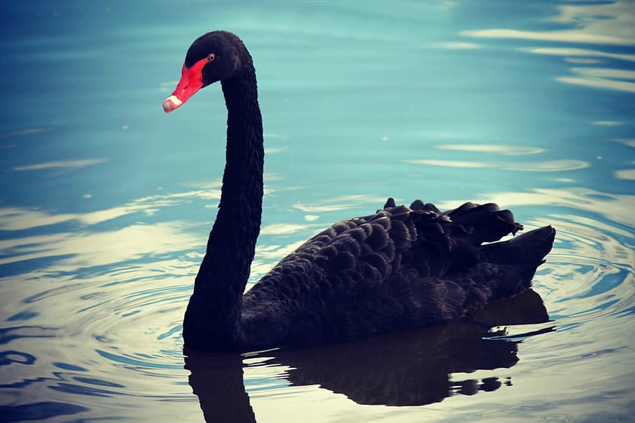 black swan on body of water, goose, duck, nature, animals, lake, HD wallpaper