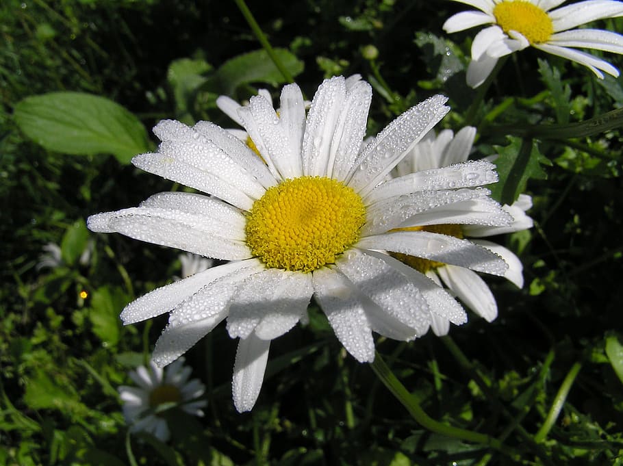 Daisy, Dew, Macro, Flower, Fresh, Nature, water, drop, white HD wallpaper