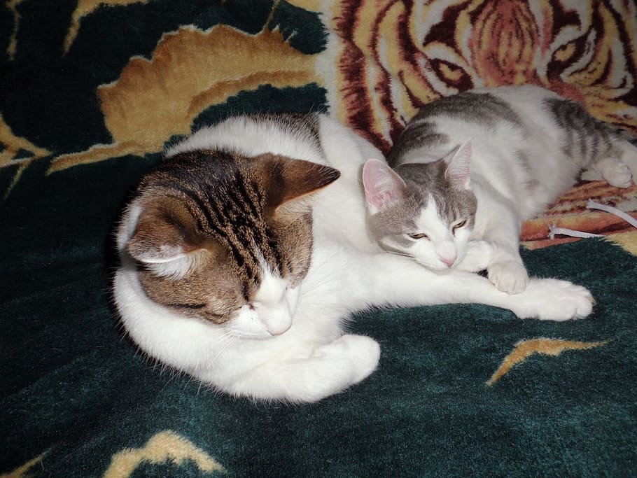 cats sleeping, cuddle, cuddling, feline, domestic cat, mammal HD wallpaper