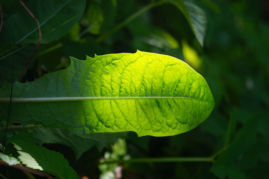 dandelion, leaf, green, shine through, shades of green, light HD wallpaper