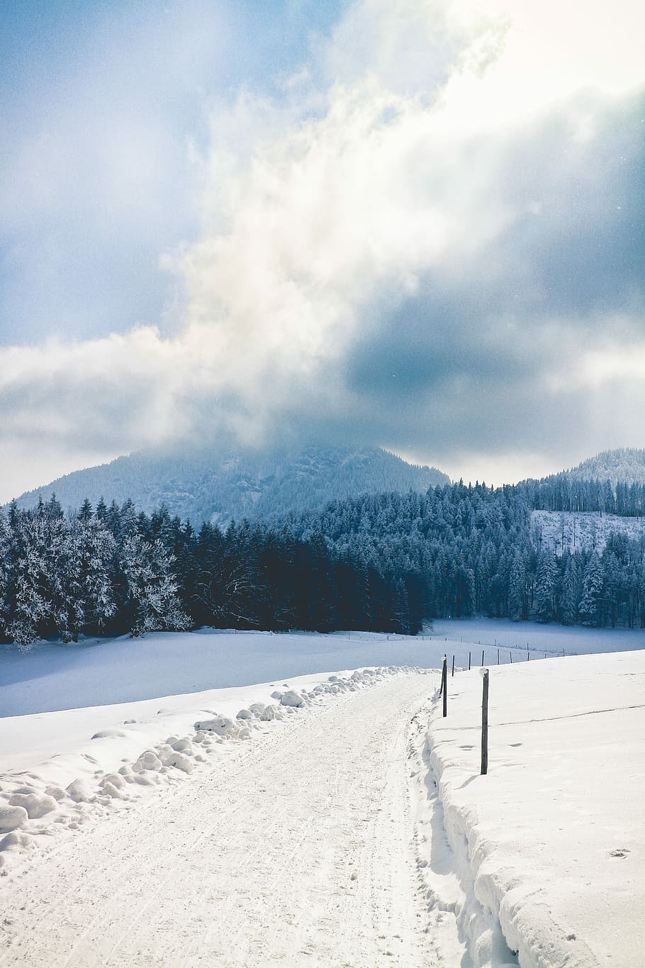 pine trees covered with snow, snow covered field during daytime HD wallpaper