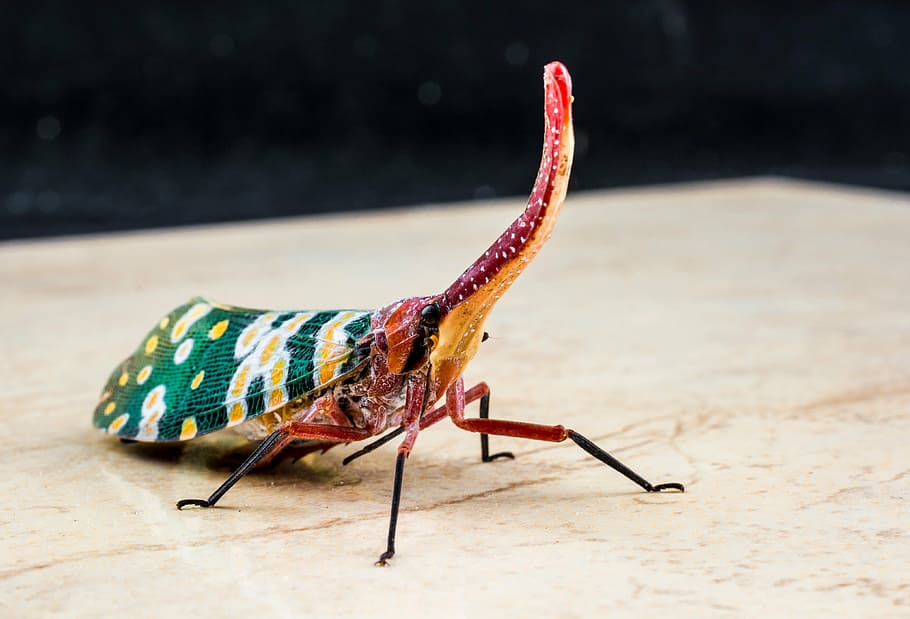 canthigaster cicada, fulgoromorpha, insect, proboscis, long HD wallpaper