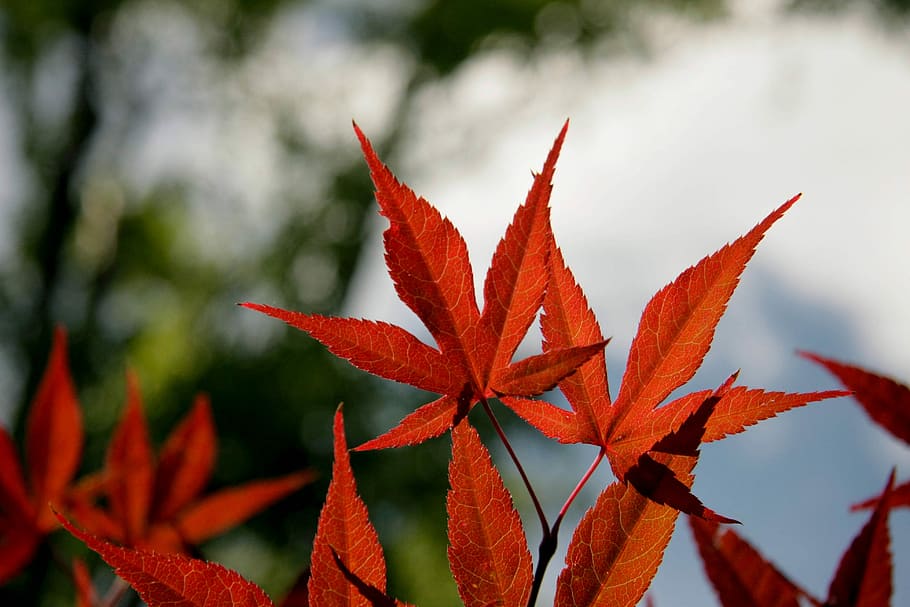 close-up photography of red maple leaves, red cannabis leaves selective focal photo HD wallpaper
